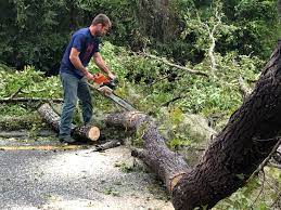 Best Leaf Removal  in Saltville, VA