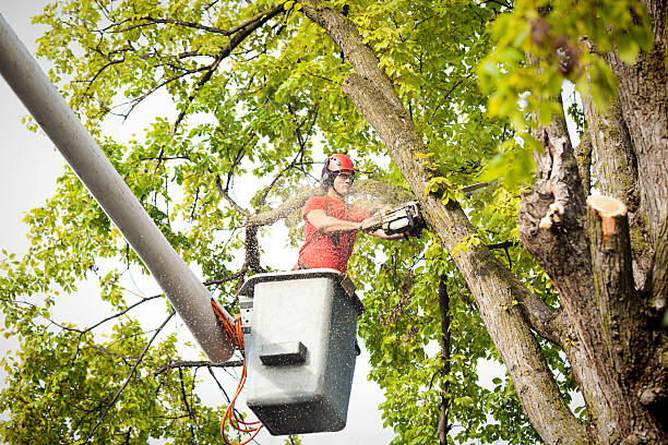 Best Tree Risk Assessment  in Saltville, VA